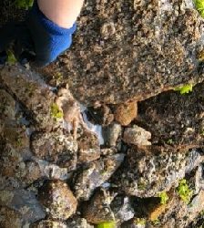 夏本番！！タコング磯歩きでゲット！！